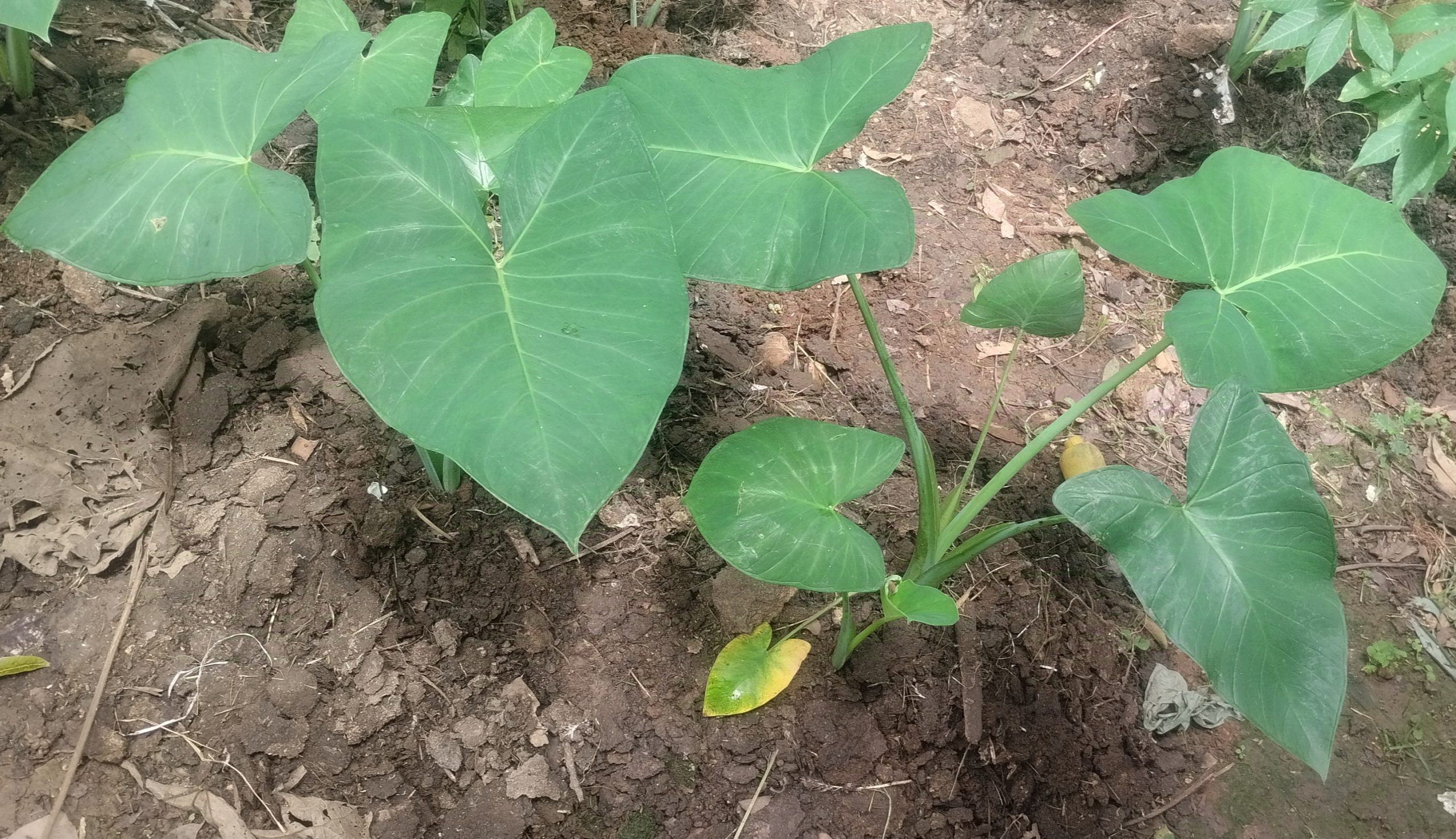 IMG 20251127 102102 scaled